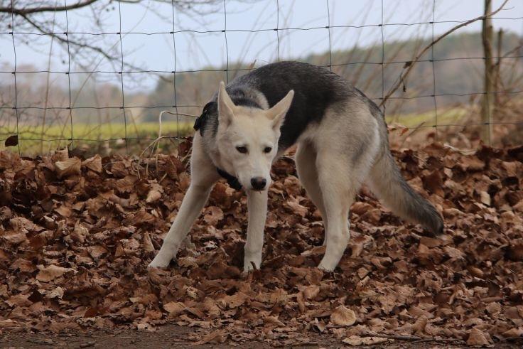 Alaskan husky Skæbnens Cille *RIP* billede 28