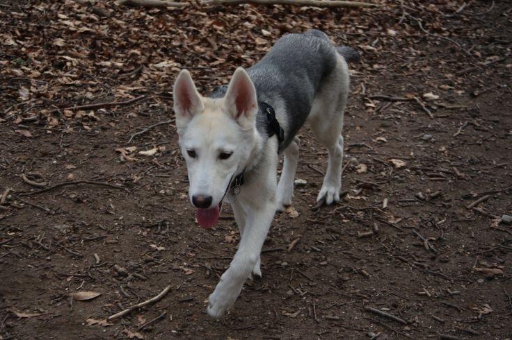 Alaskan husky Skæbnens Cille *RIP* billede 29