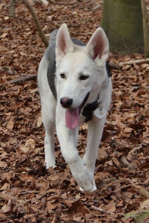 Alaskan husky Skæbnens Cille *RIP* billede 30