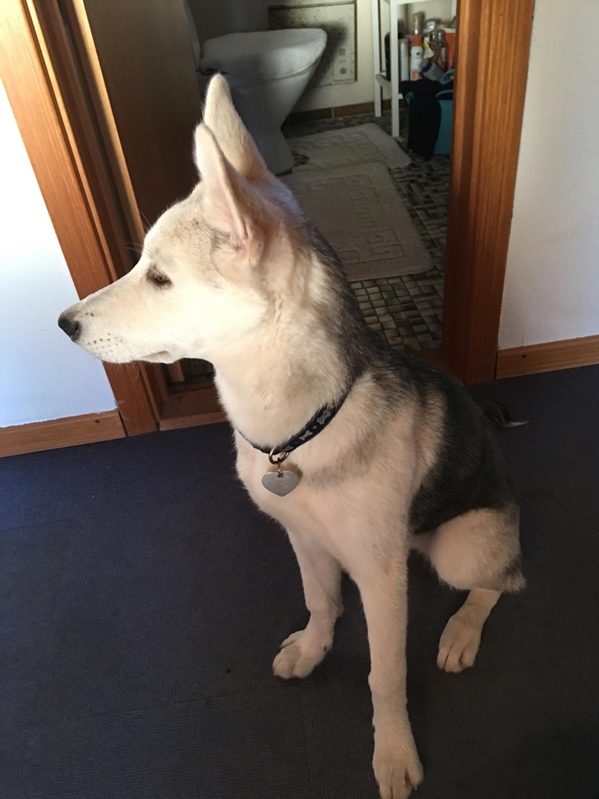 Alaskan husky Skæbnens Cille *RIP* billede 21