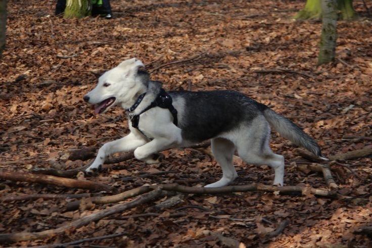 Alaskan husky Skæbnens Cille *RIP* billede 32