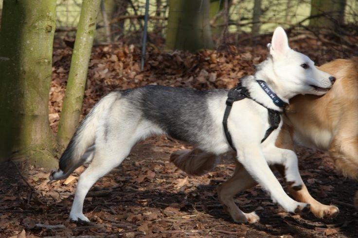 Alaskan husky Skæbnens Cille *RIP* billede 31