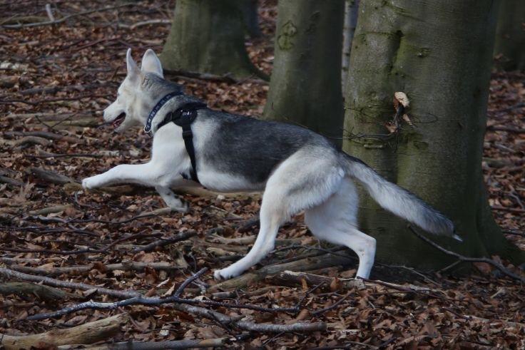 Alaskan husky Skæbnens Cille *RIP* billede 33