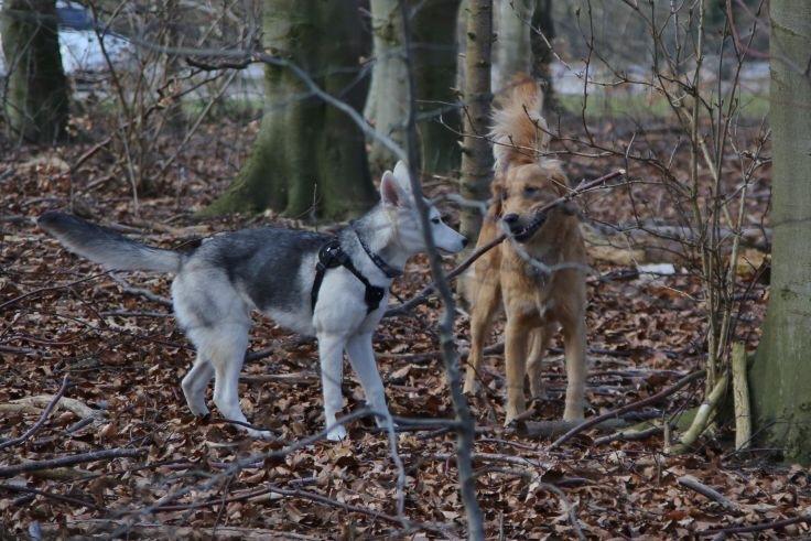 Alaskan husky Skæbnens Cille *RIP* billede 34