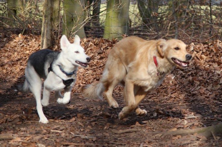Alaskan husky Skæbnens Cille *RIP* billede 35