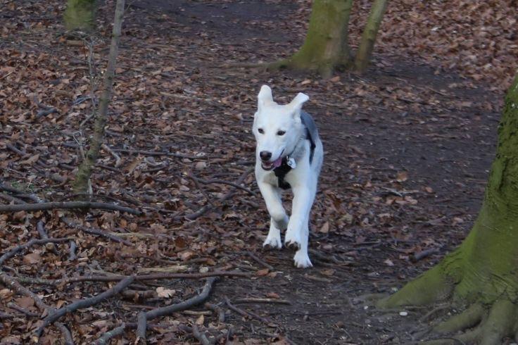 Alaskan husky Skæbnens Cille *RIP* billede 36