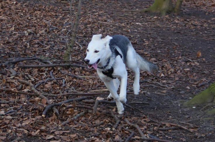 Alaskan husky Skæbnens Cille *RIP* billede 39