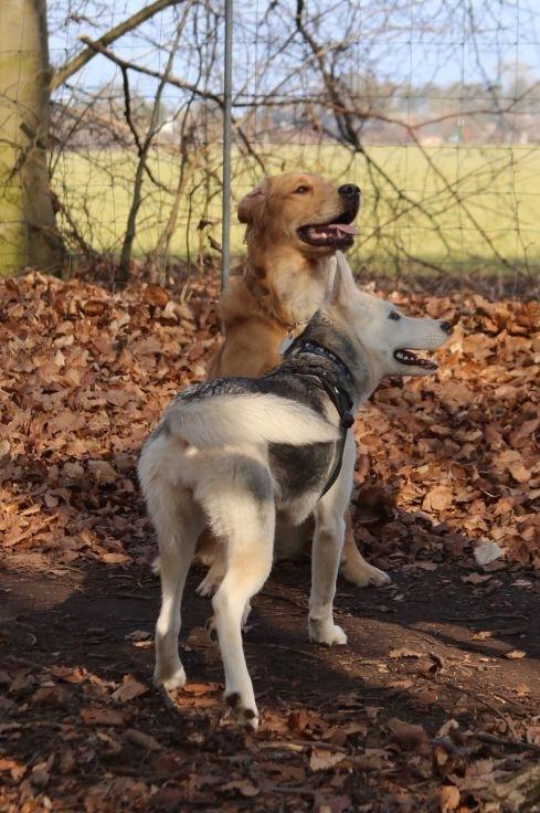 Alaskan husky Skæbnens Cille *RIP* billede 40