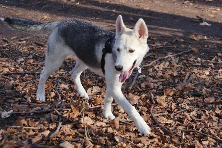 Alaskan husky Skæbnens Cille *RIP* billede 43