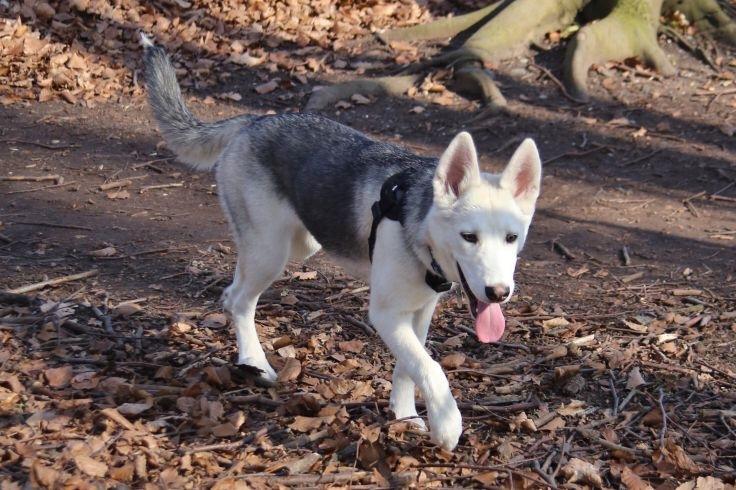 Alaskan husky Skæbnens Cille *RIP* billede 44