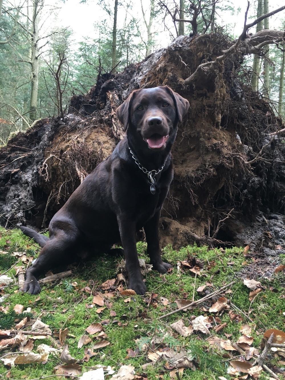 Labrador retriever Alba (R.I.P. 9/9-2016) billede 39