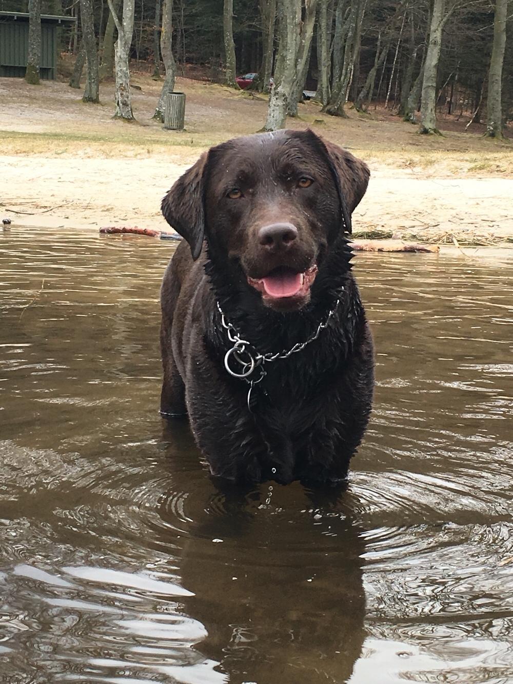 Labrador retriever Alba (R.I.P. 9/9-2016) billede 44