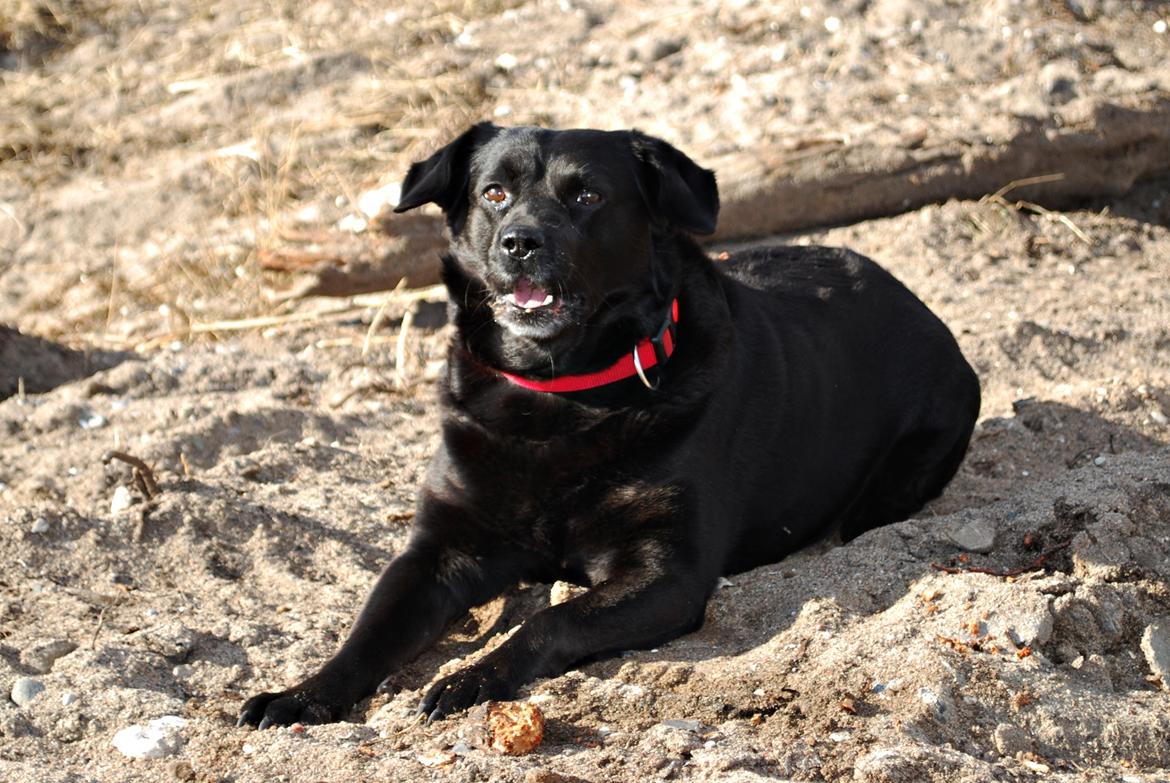 Blanding af racer Tyson - 26/02-2016 Dejlig dreng.. <3 billede 1