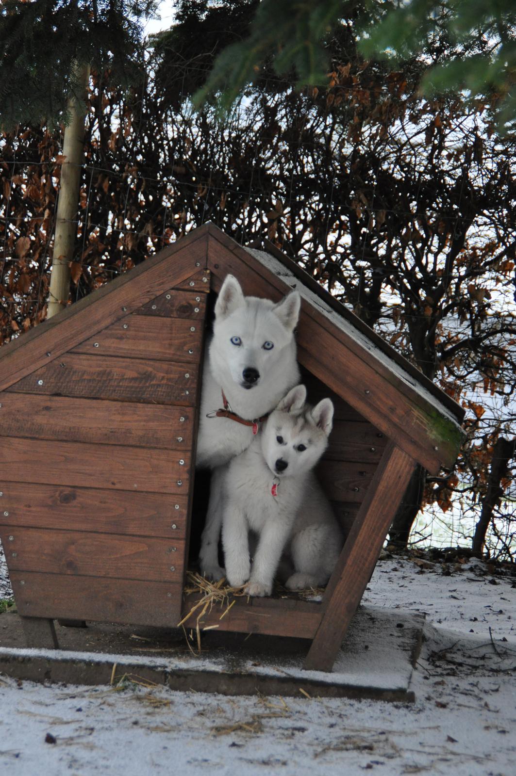 Siberian husky Girl's Talk Star'n Nordica (Penny) billede 7