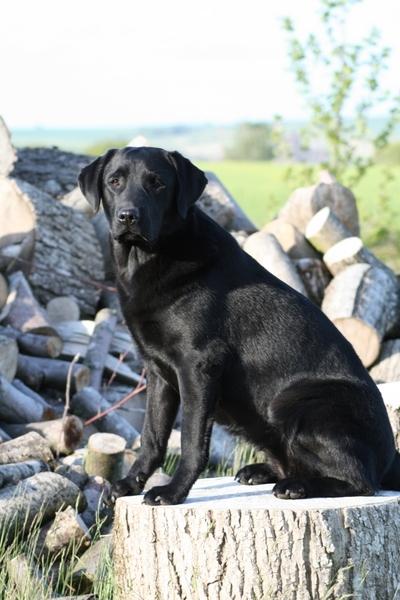 Labrador retriever Sansa (Black Pearls of Mainhatten Zanna Lee) billede 10