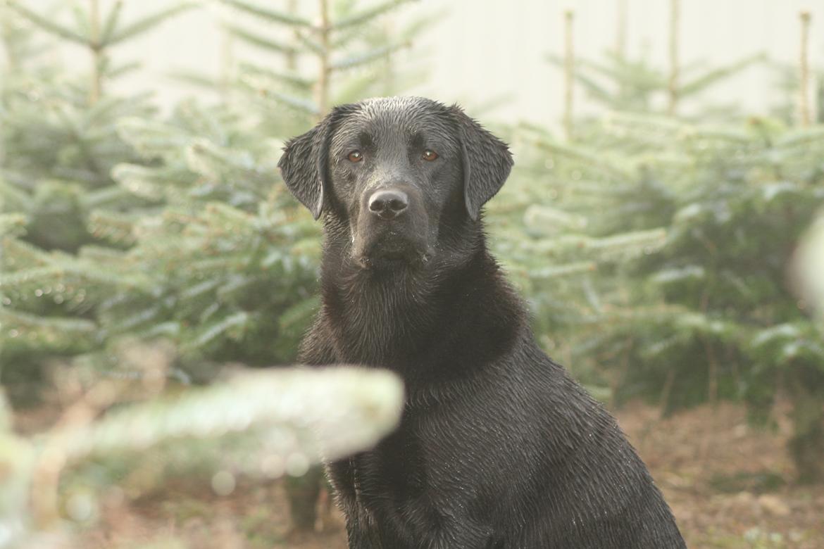Labrador retriever Sansa (Black Pearls of Mainhatten Zanna Lee) billede 11