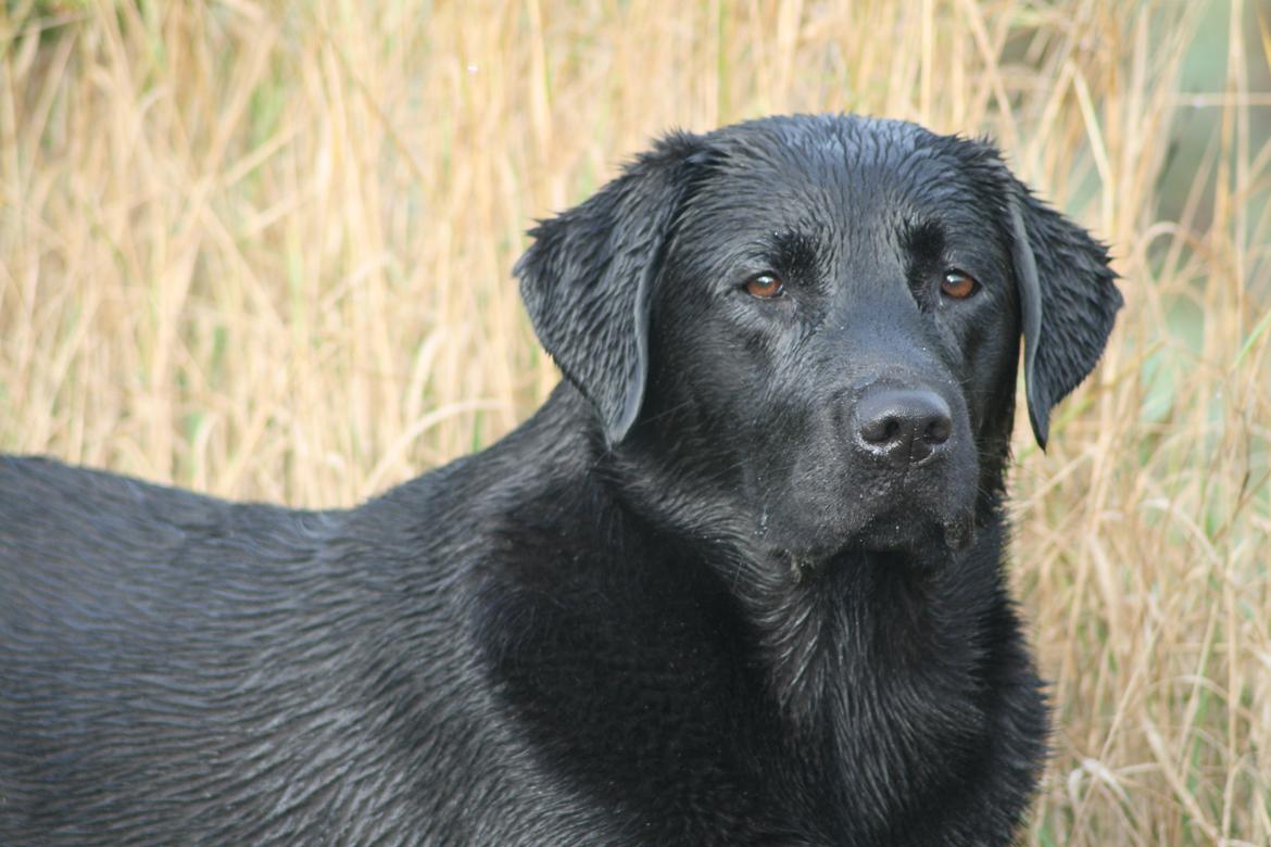 Labrador retriever Sansa (Black Pearls of Mainhatten Zanna Lee) billede 13