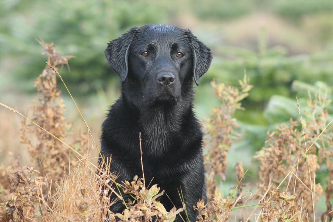 Labrador retriever Sansa (Black Pearls of Mainhatten Zanna Lee) billede 14