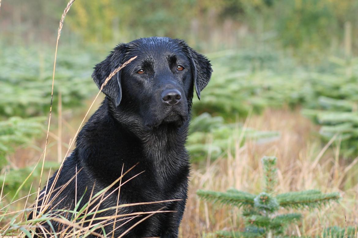 Labrador retriever Sansa (Black Pearls of Mainhatten Zanna Lee) billede 15