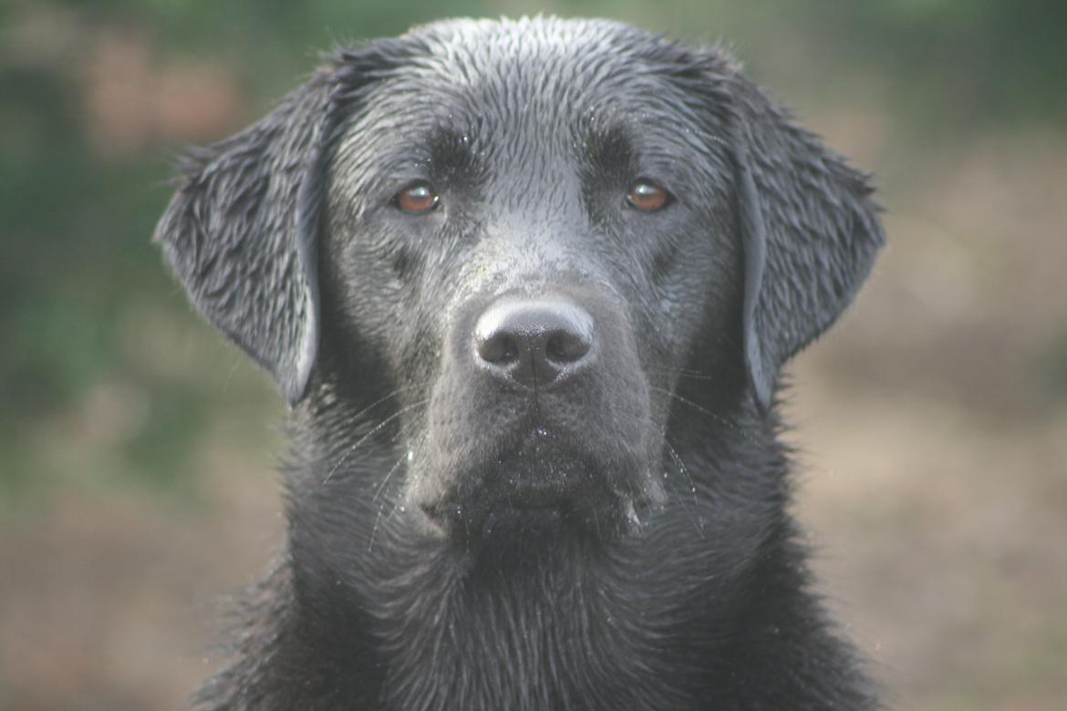 Labrador retriever Sansa (Black Pearls of Mainhatten Zanna Lee) billede 12