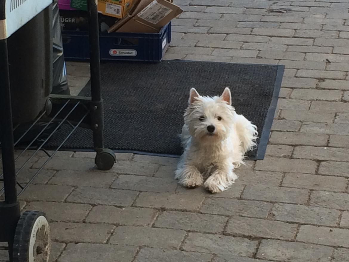 West highland white terrier Mille billede 2