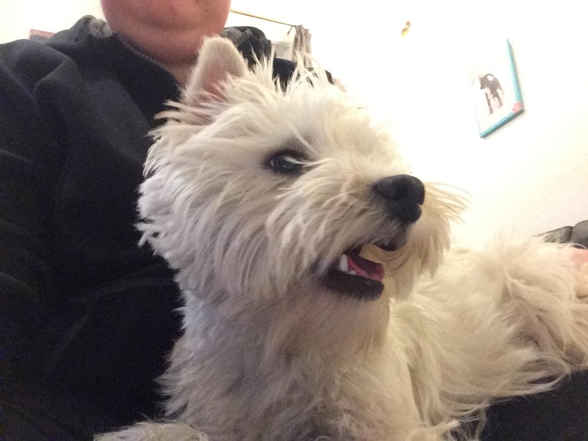 West highland white terrier Mille billede 4