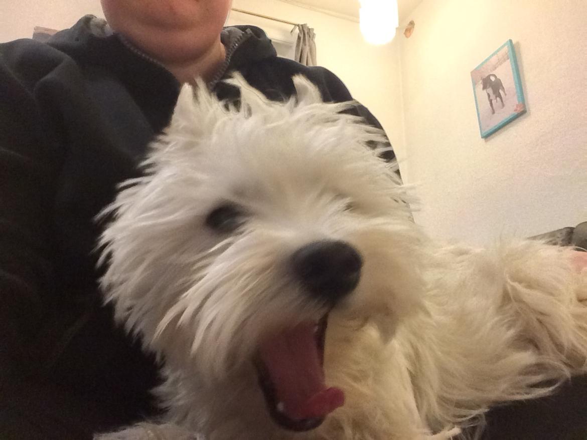 West highland white terrier Mille billede 5