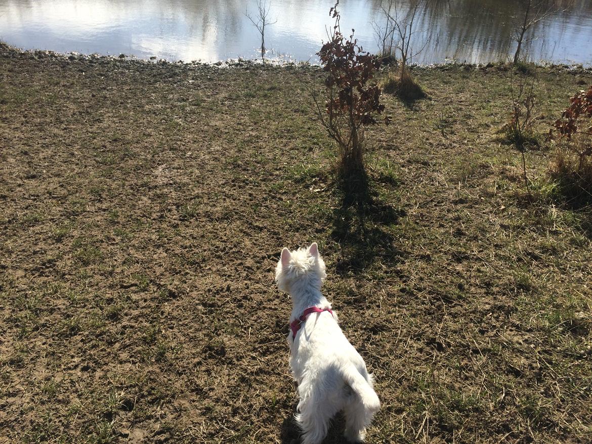 West highland white terrier Mille billede 7