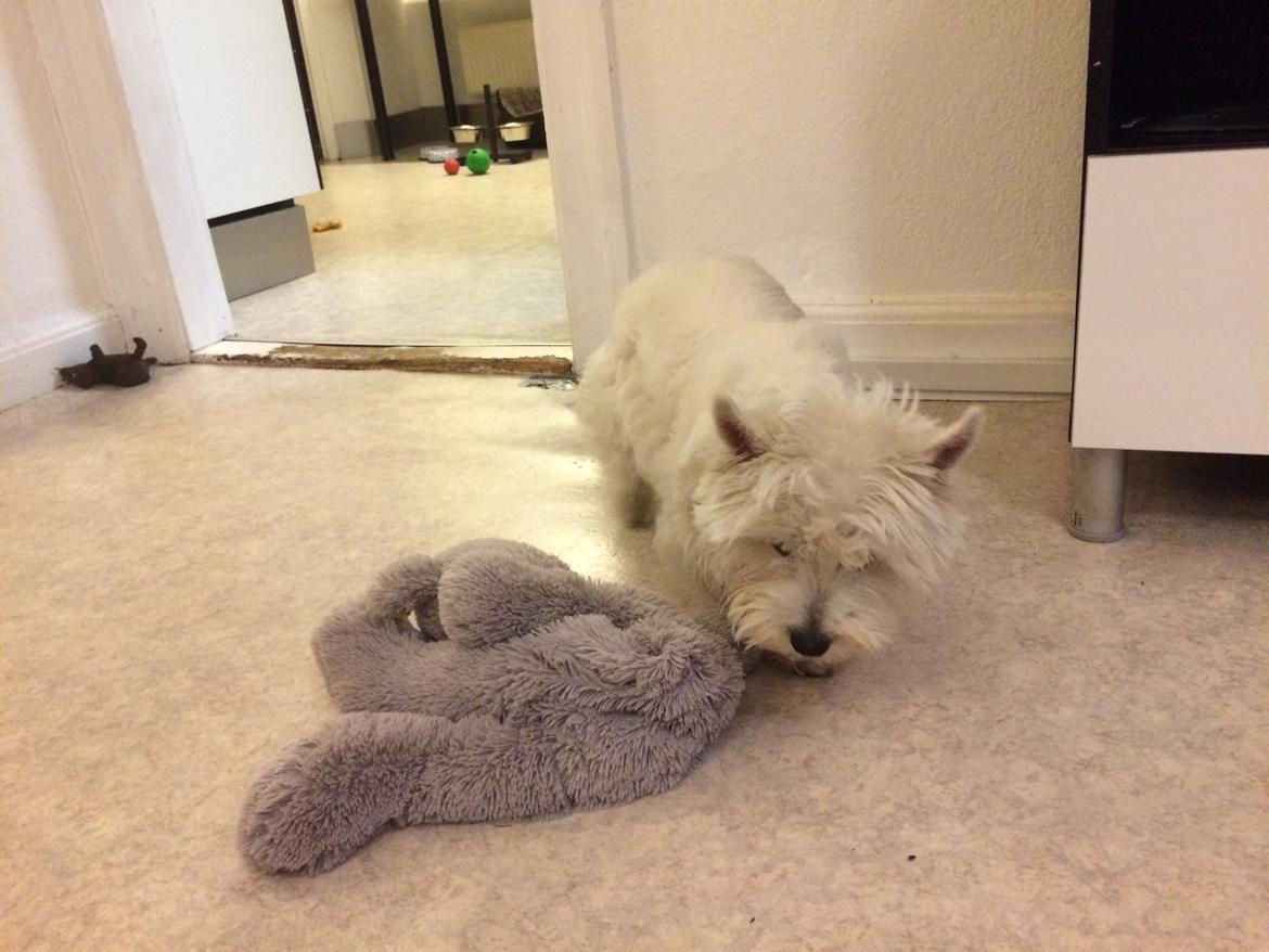 West highland white terrier Mille billede 3