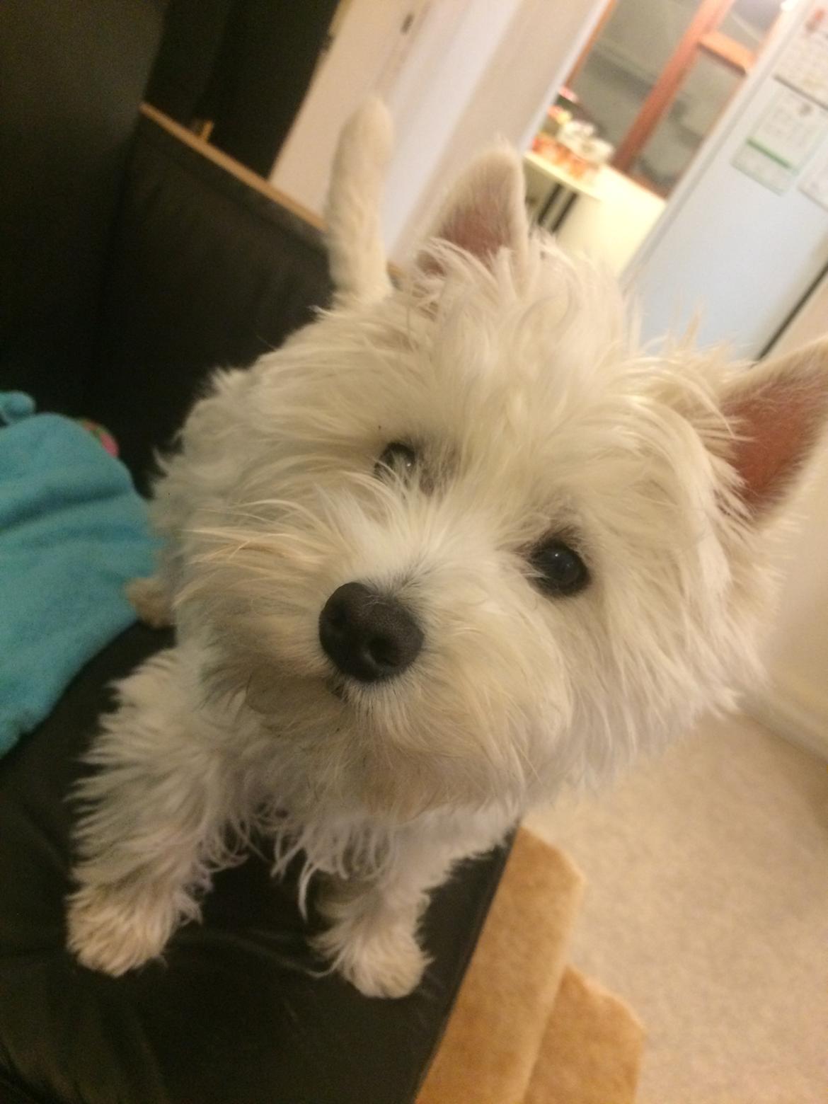 West highland white terrier Mille billede 11