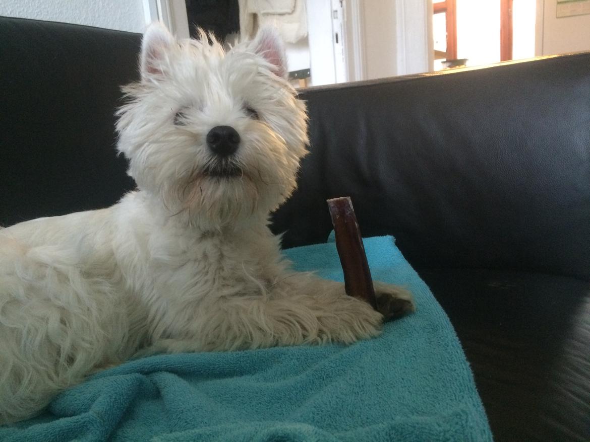 West highland white terrier Mille billede 10