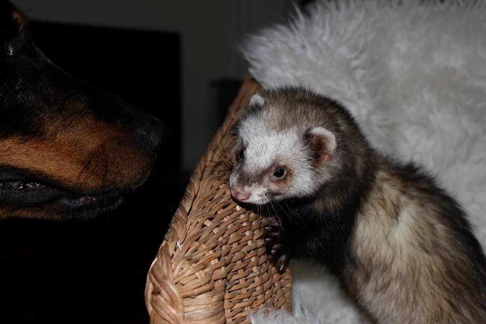 Beauceron Jesse billede 28