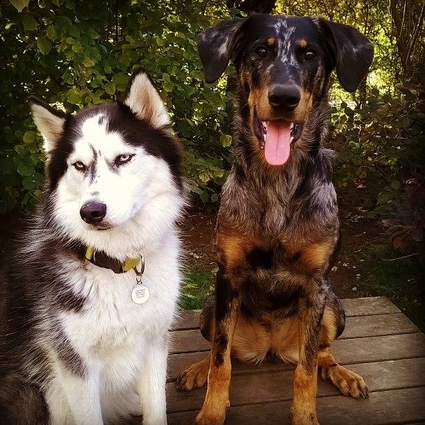 Beauceron Jesse billede 25