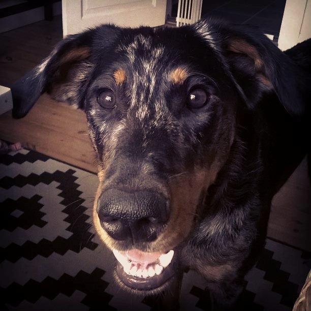 Beauceron Jesse billede 26