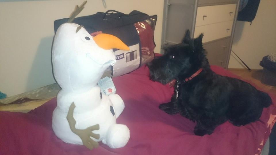 Skotsk terrier Conrad (Scotty) - Scotty møder Olaf :D billede 5