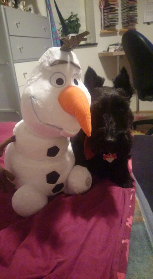 Skotsk terrier Conrad (Scotty) billede 6