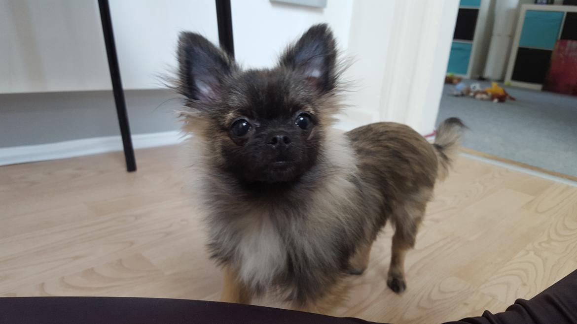 Blanding af racer Bacon billede 3