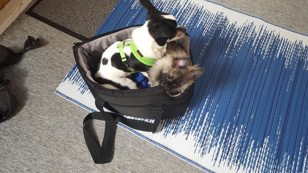 Blanding af racer Bacon billede 4