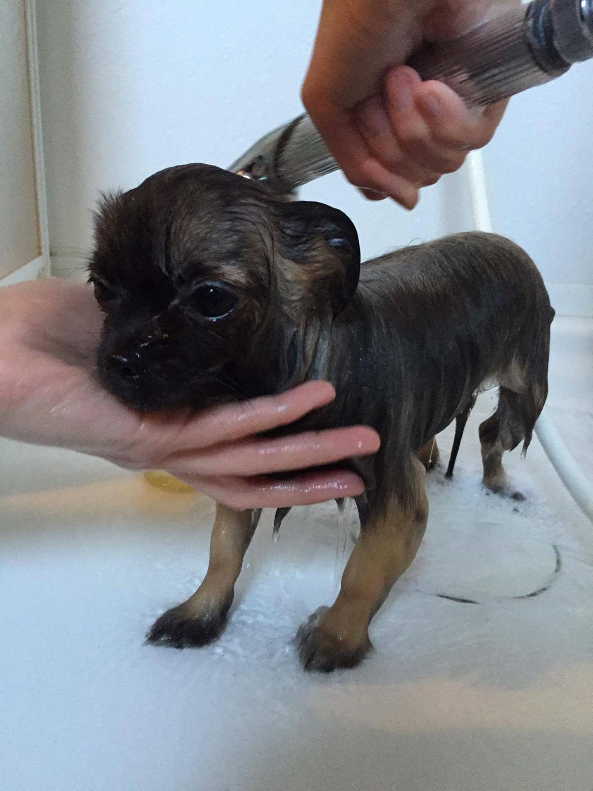 Blanding af racer Bacon billede 5