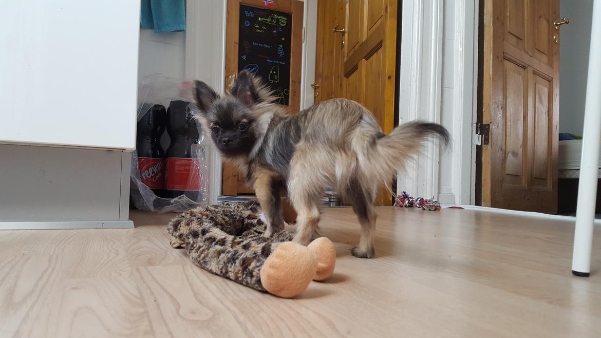 Blanding af racer Bacon billede 8