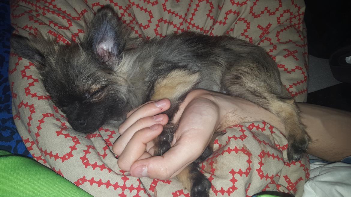 Blanding af racer Bacon billede 9