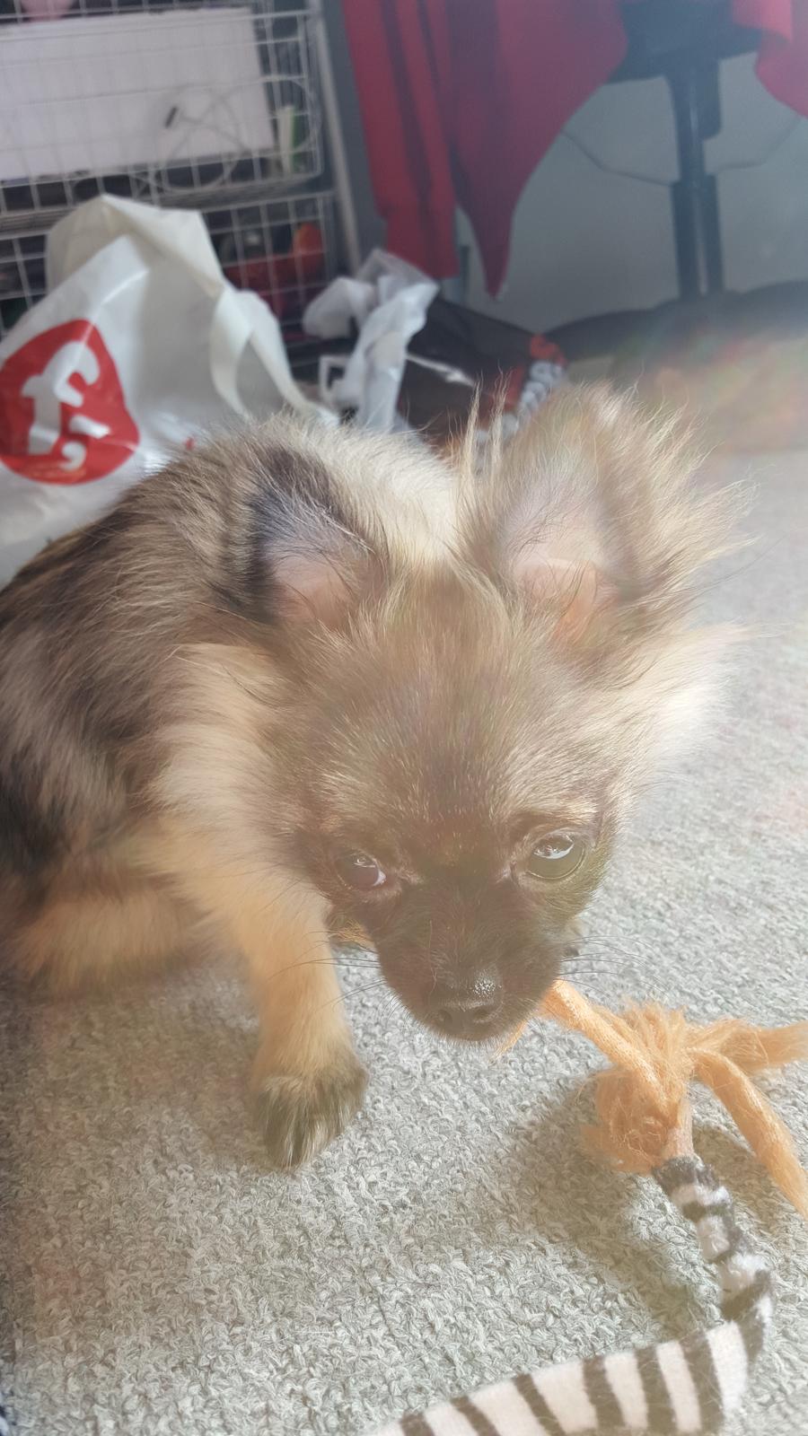 Blanding af racer Bacon billede 10