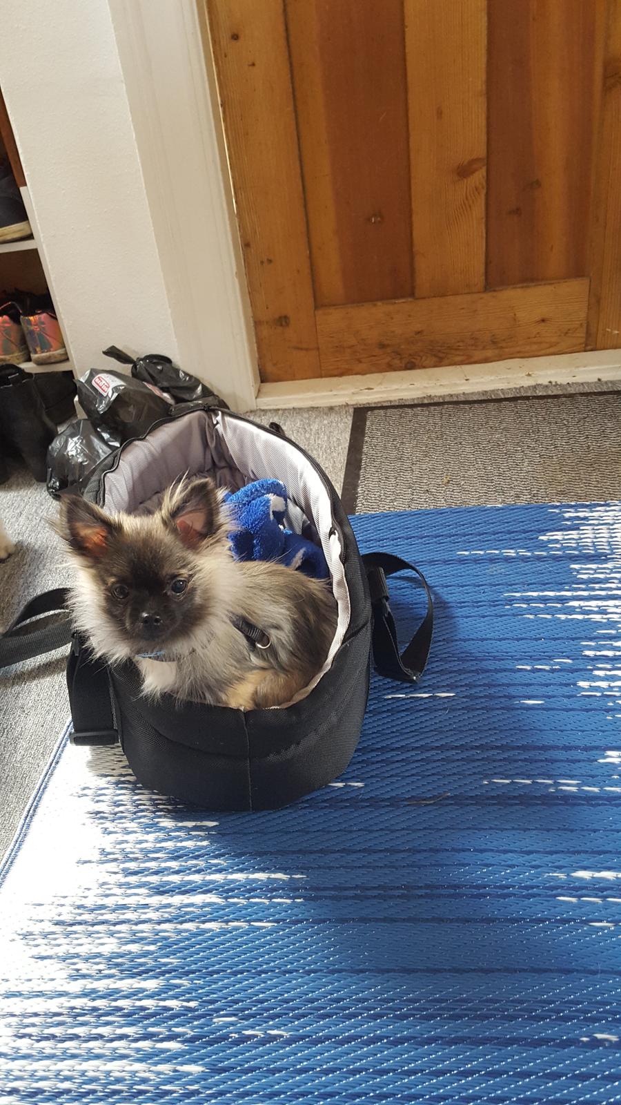 Blanding af racer Bacon billede 11