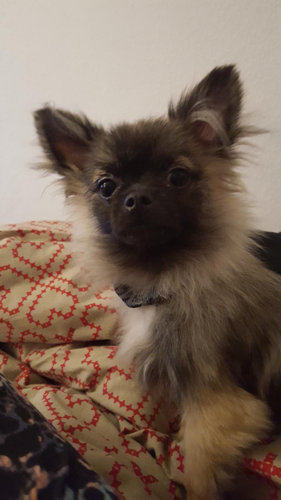 Blanding af racer Bacon billede 12