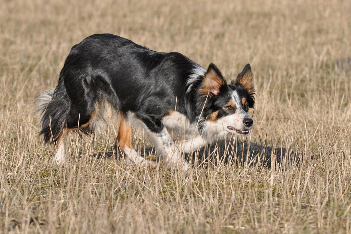 Border collie Chut billede 2