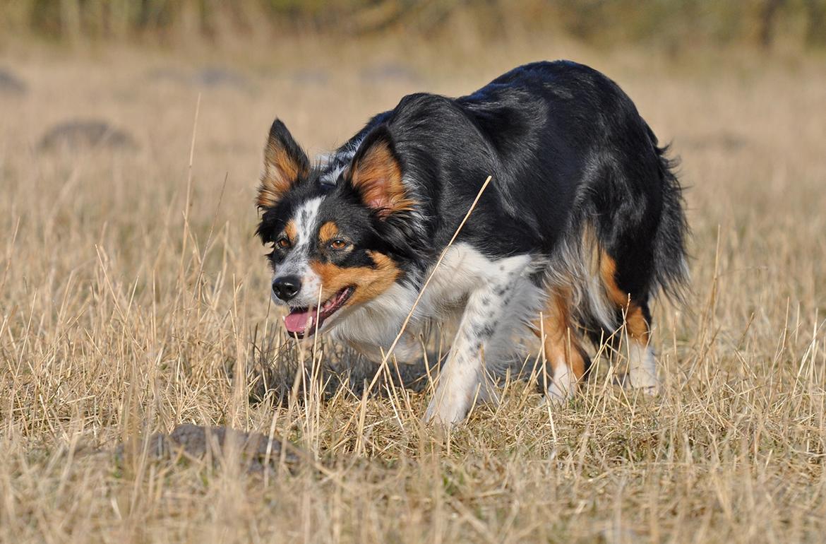 Border collie Chut billede 1