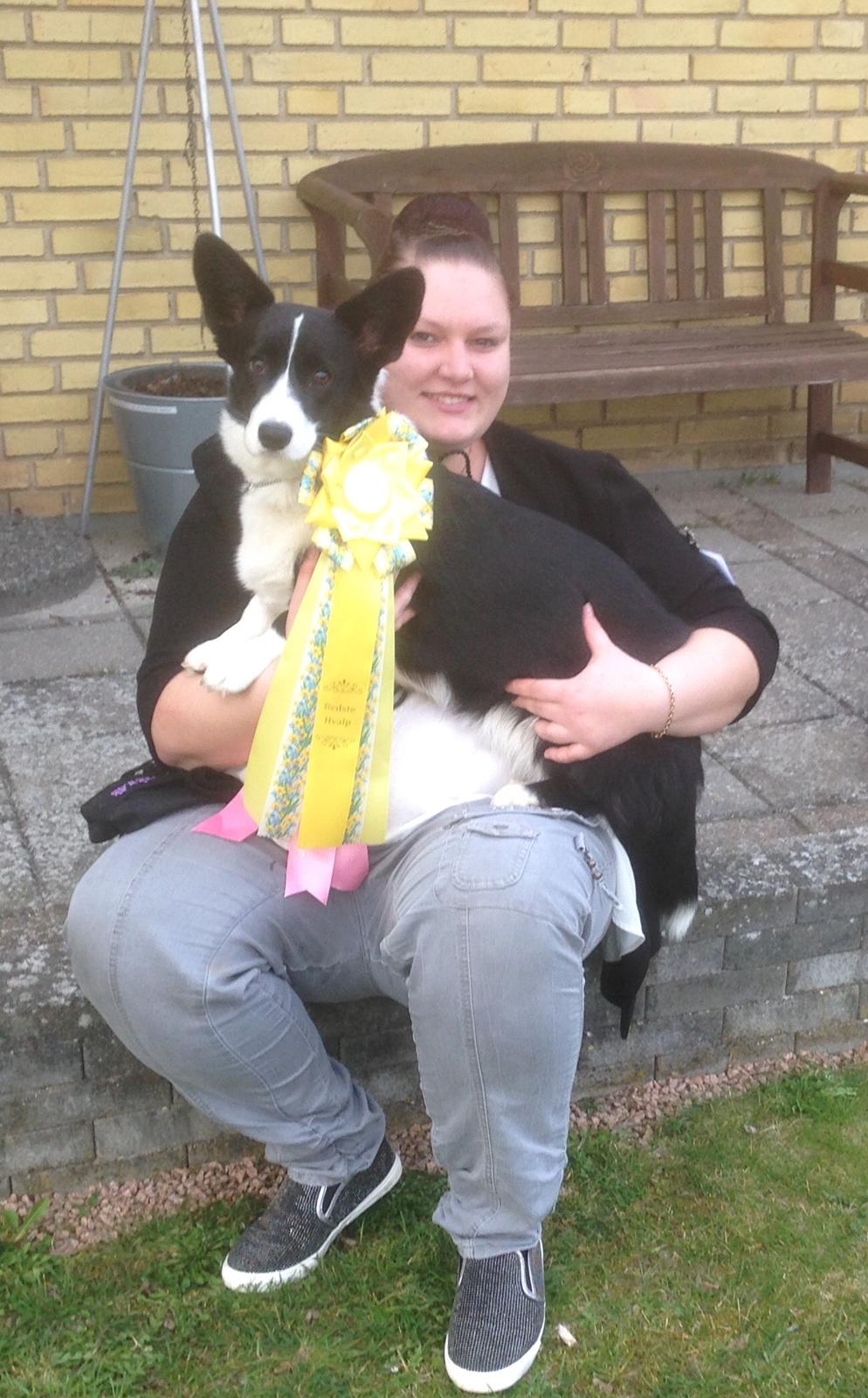 Welsh corgi cardigan Blondie's U 4 Ever  billede 22