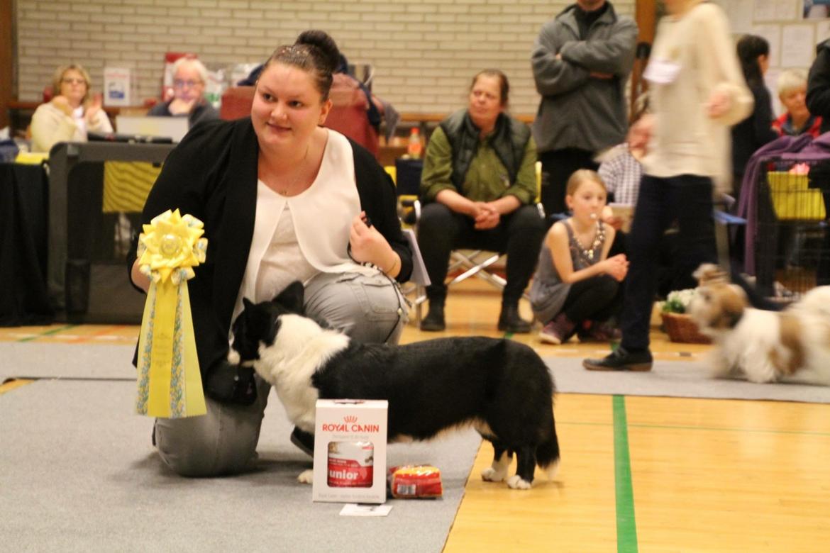 Welsh corgi cardigan Blondie's U 4 Ever  billede 23