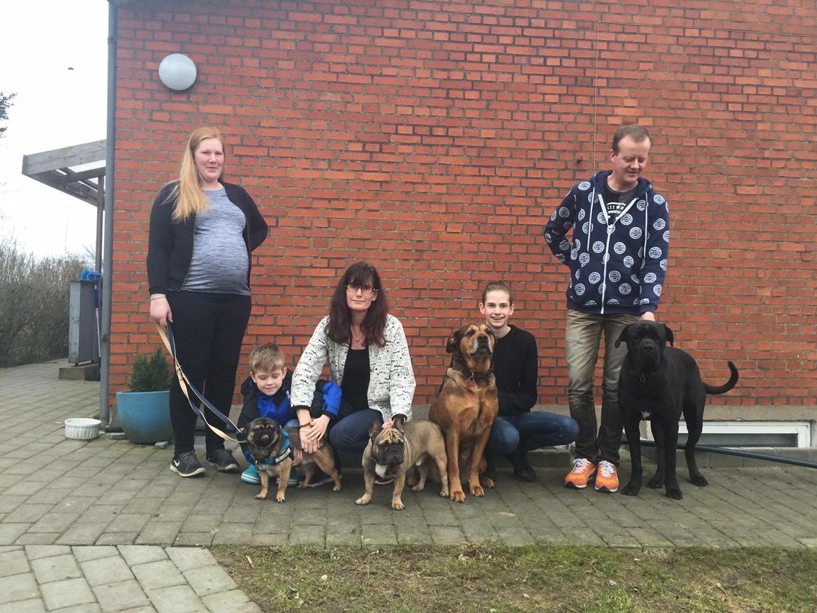 Blanding af racer Odin billede 14