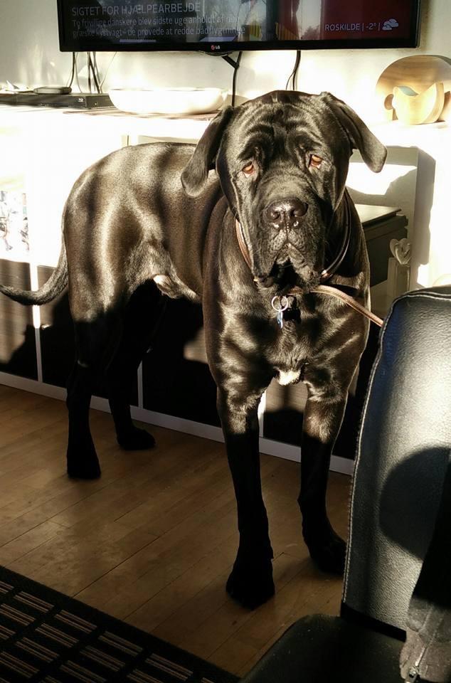 Blanding af racer Odin billede 15